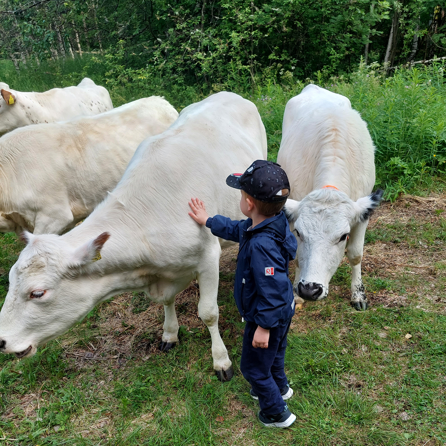 Lapland cows spending summer by restorating Kiikeli area in Kemi