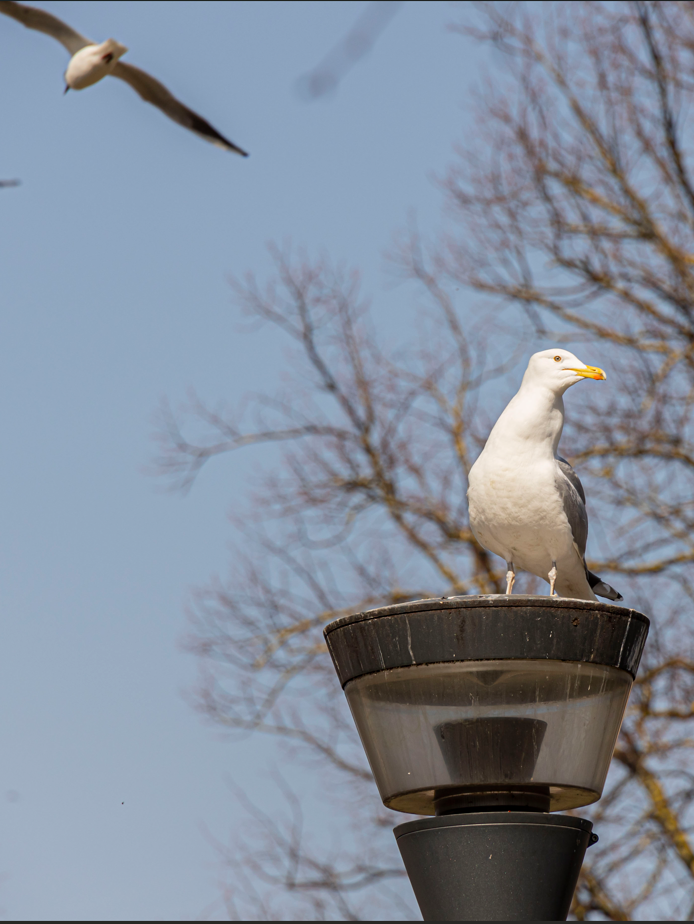 Seagull seating on a new street light pole