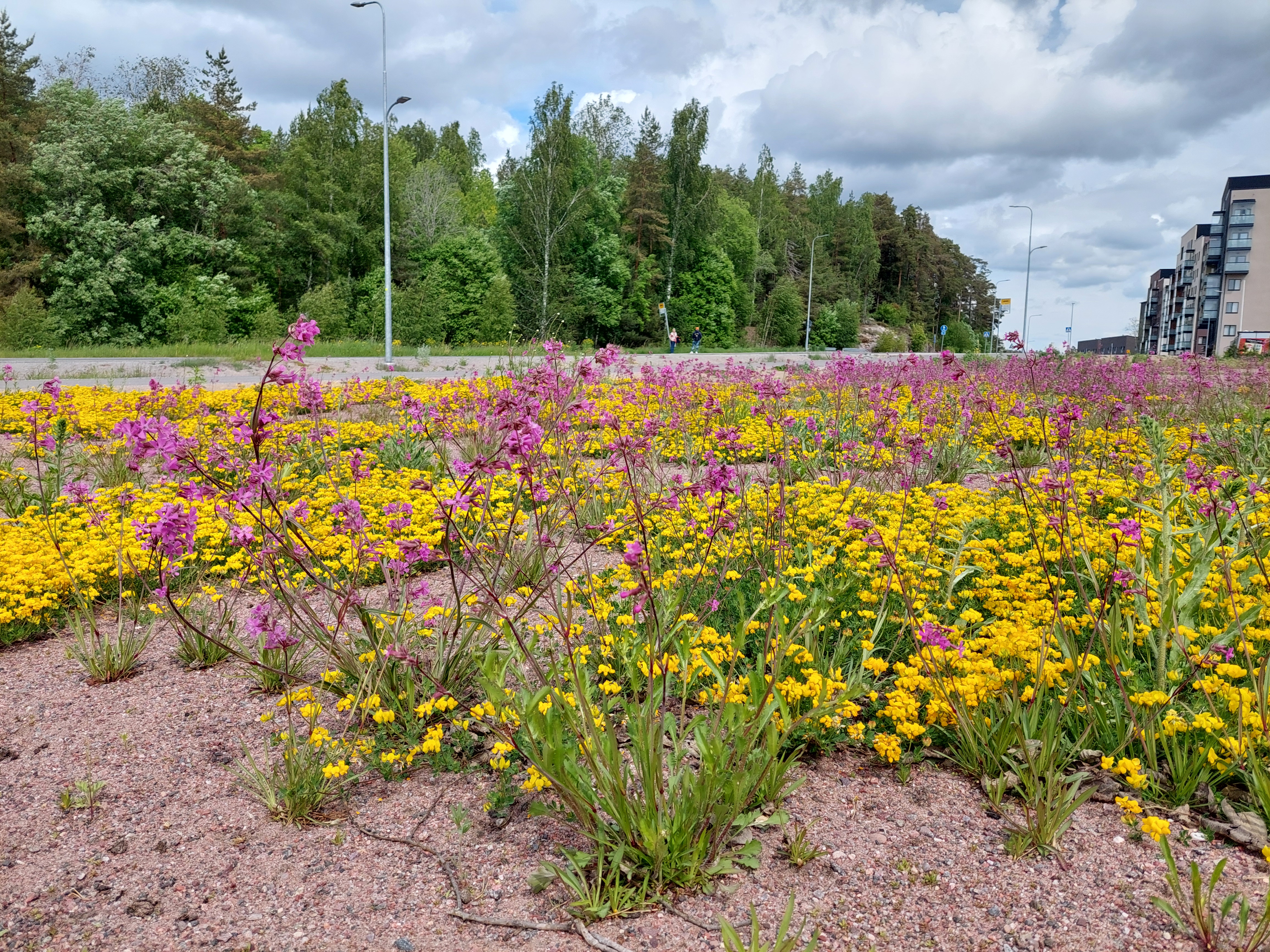 A seed meadow, introduced as an experimental measure in Skanssi, supports the production of seeds from native plant species.