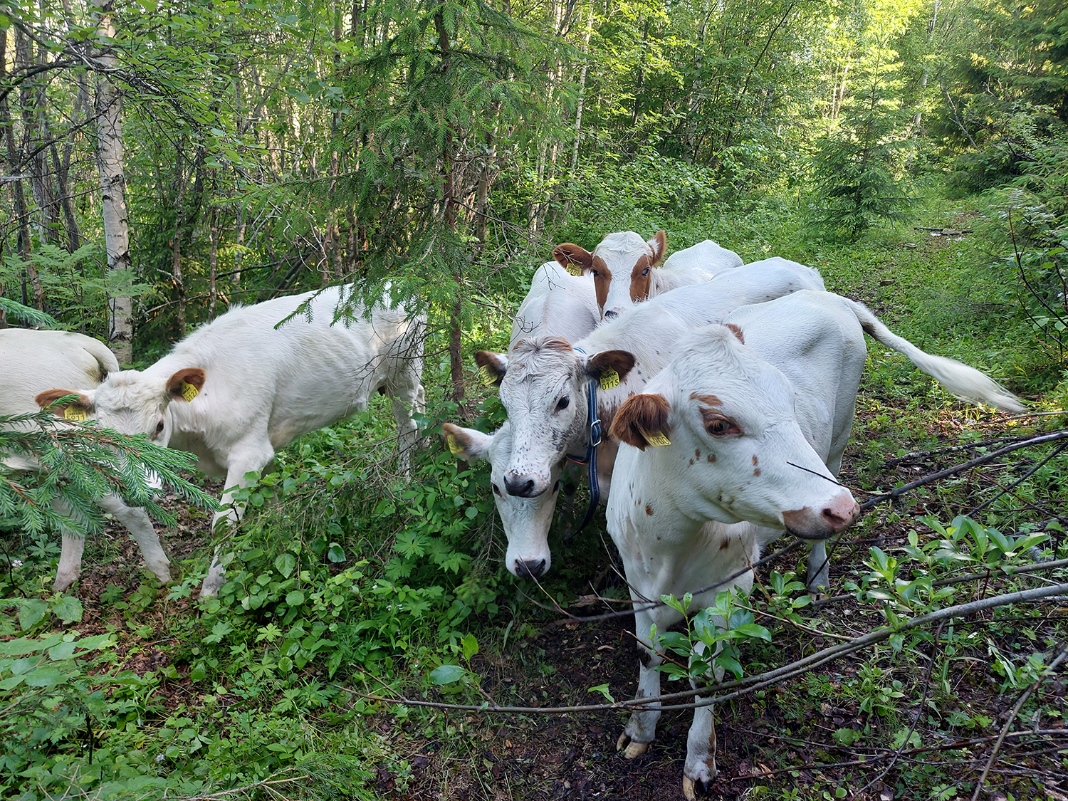 Cows in the forest in Kemi