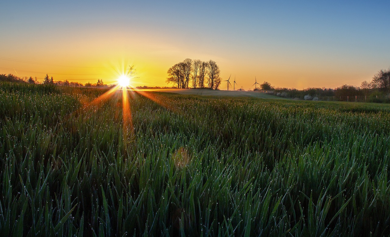 The green field in the dawn
