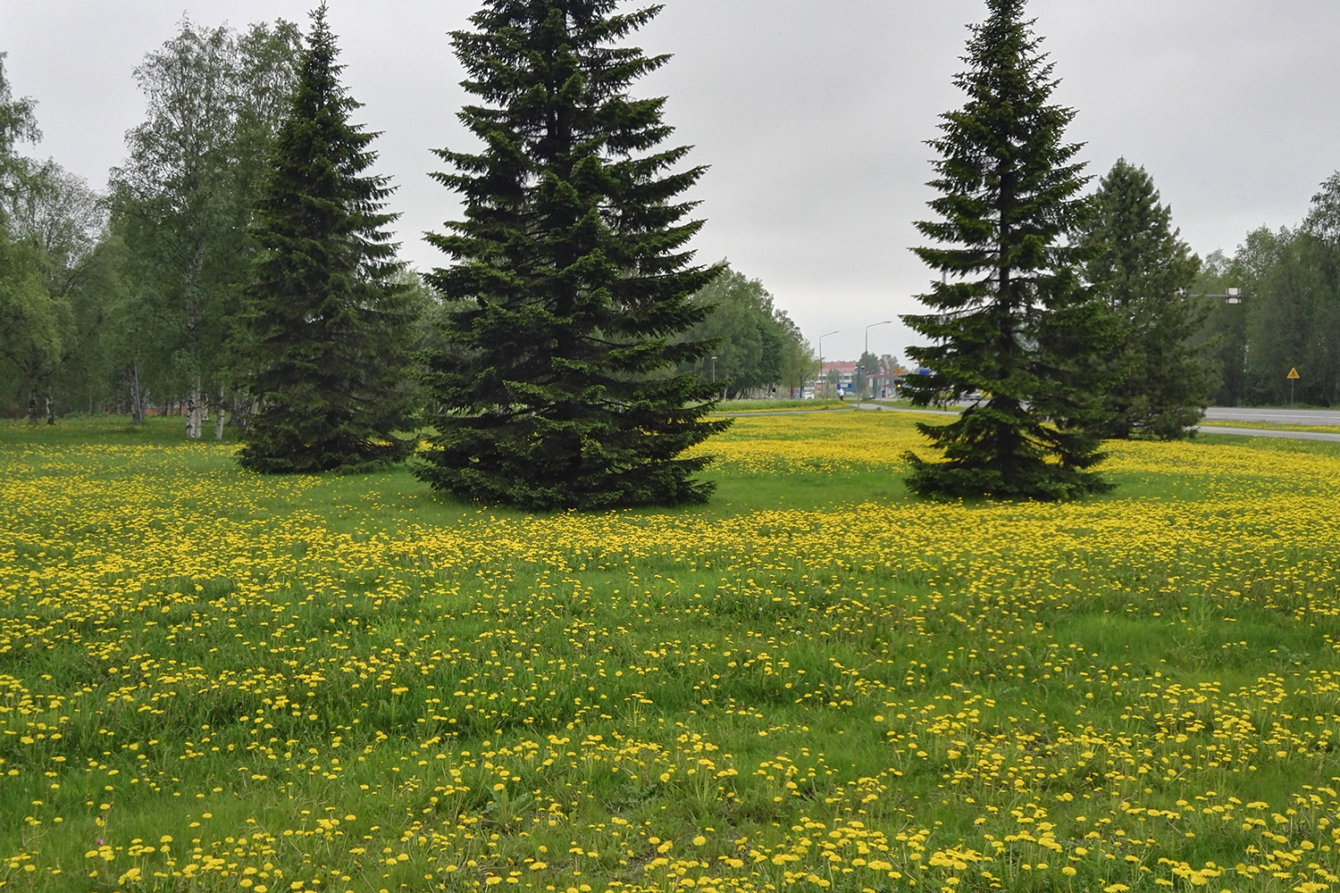 Kemi landscape