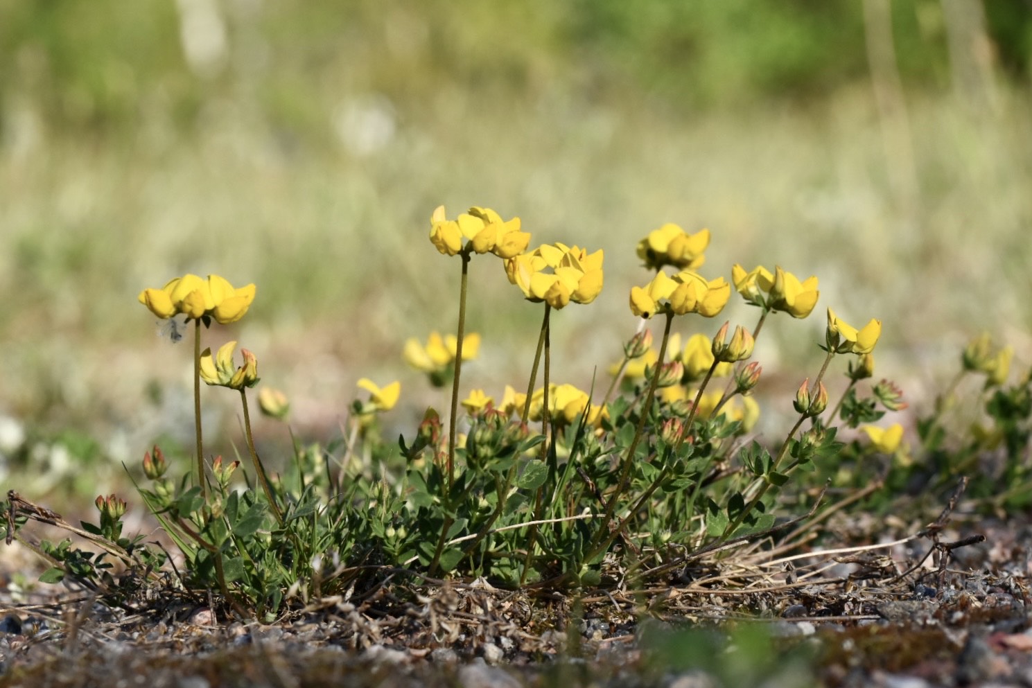 Flowers blooming in the patch of grass.