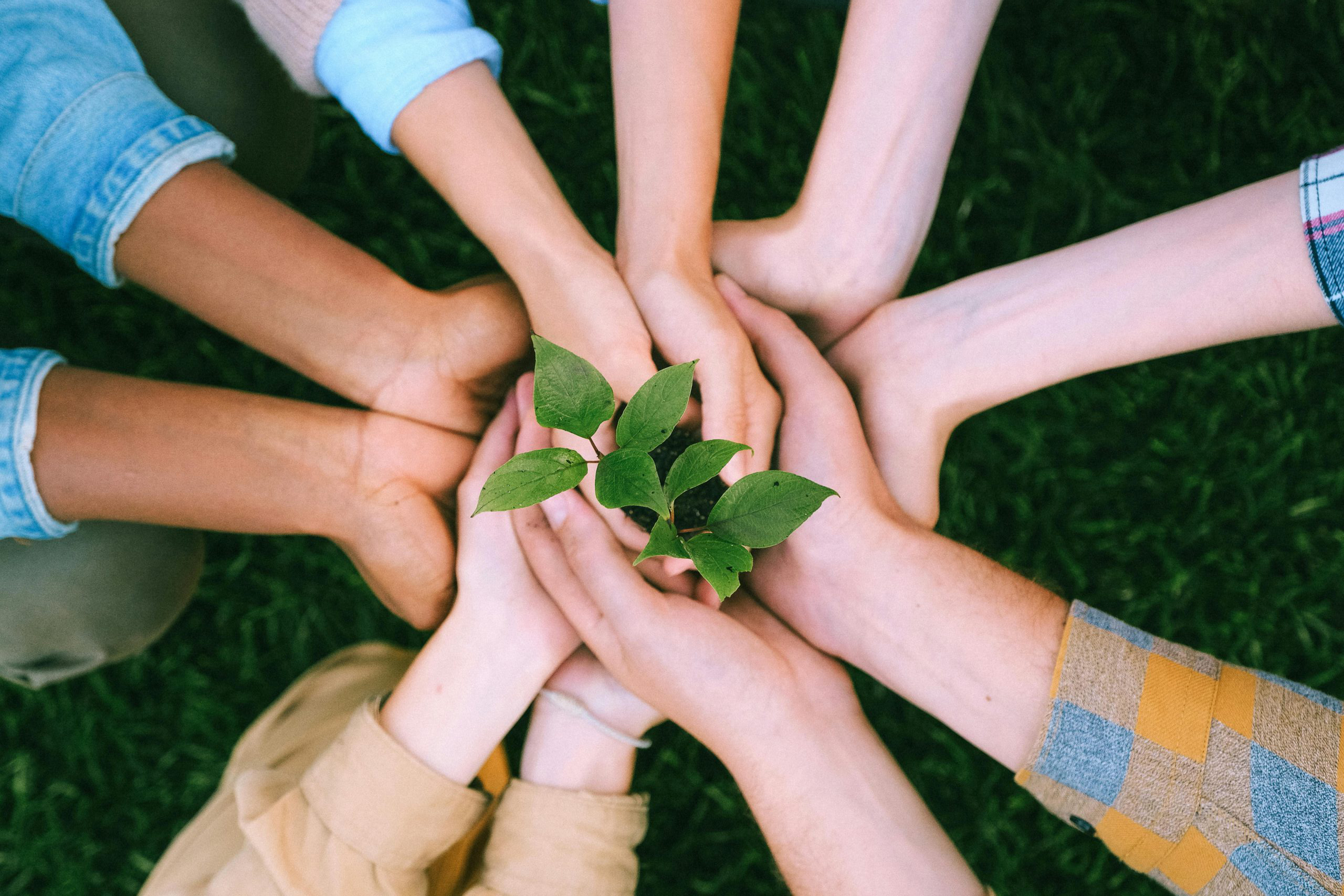 Many hands holding one growing plant