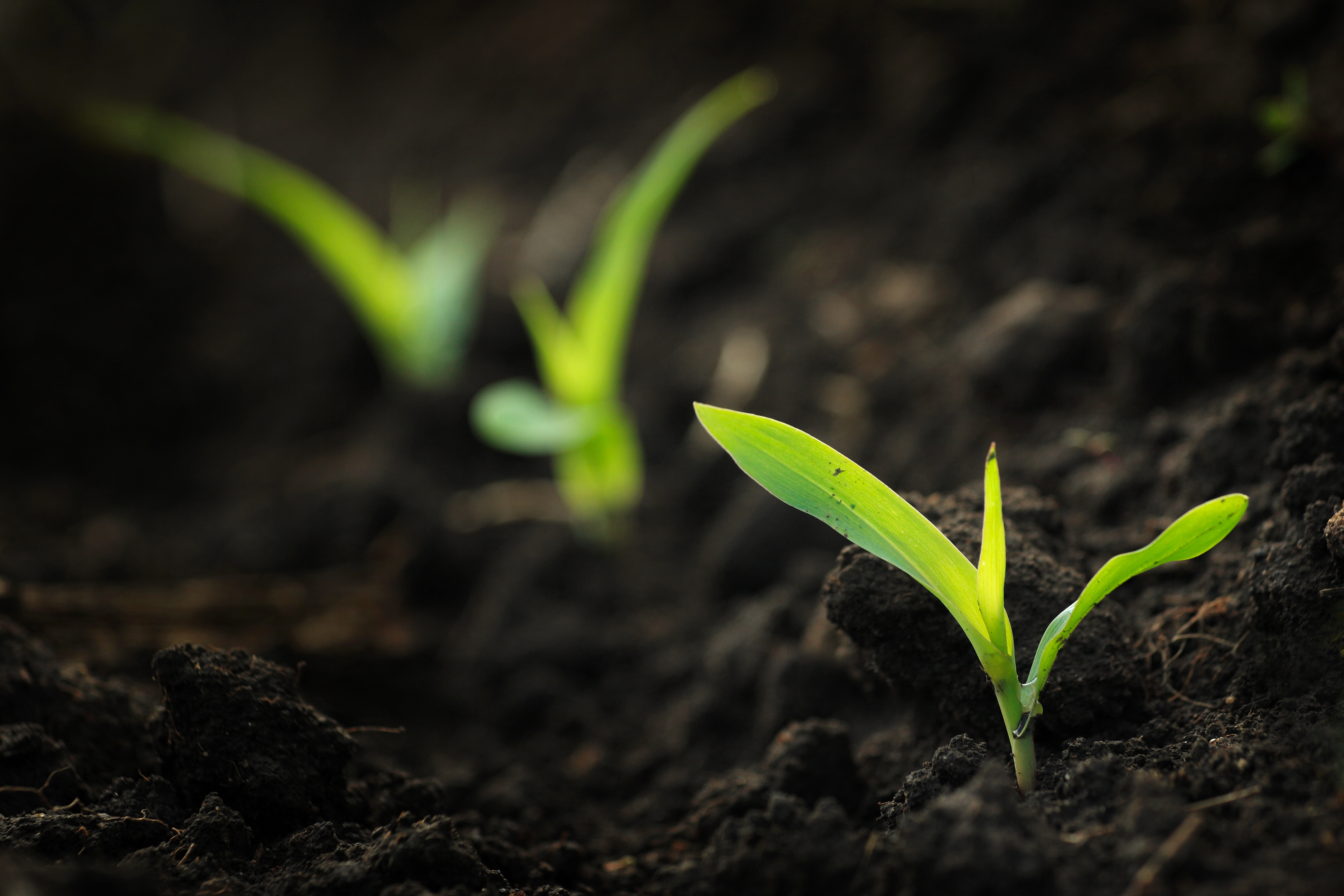 plants sprouting in soil