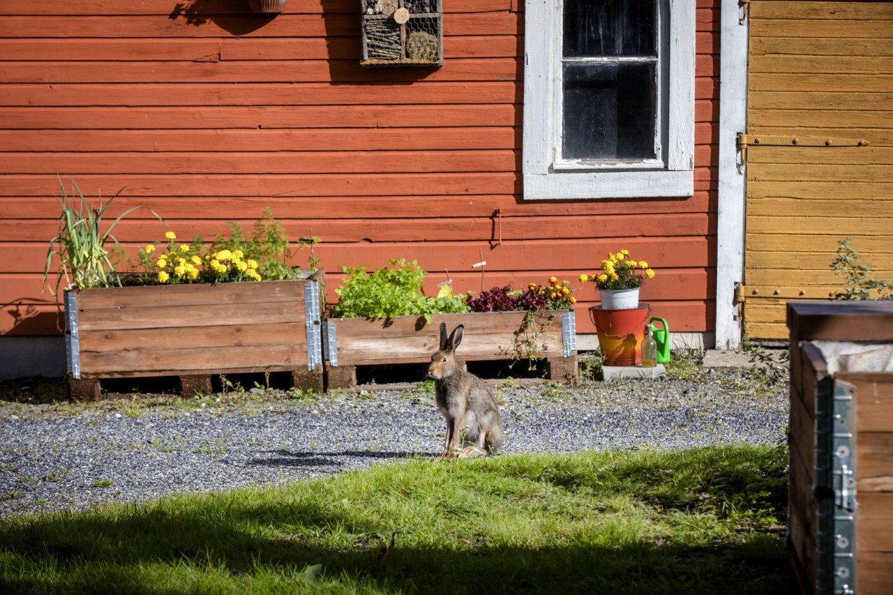 hare in the urban neighbourhood