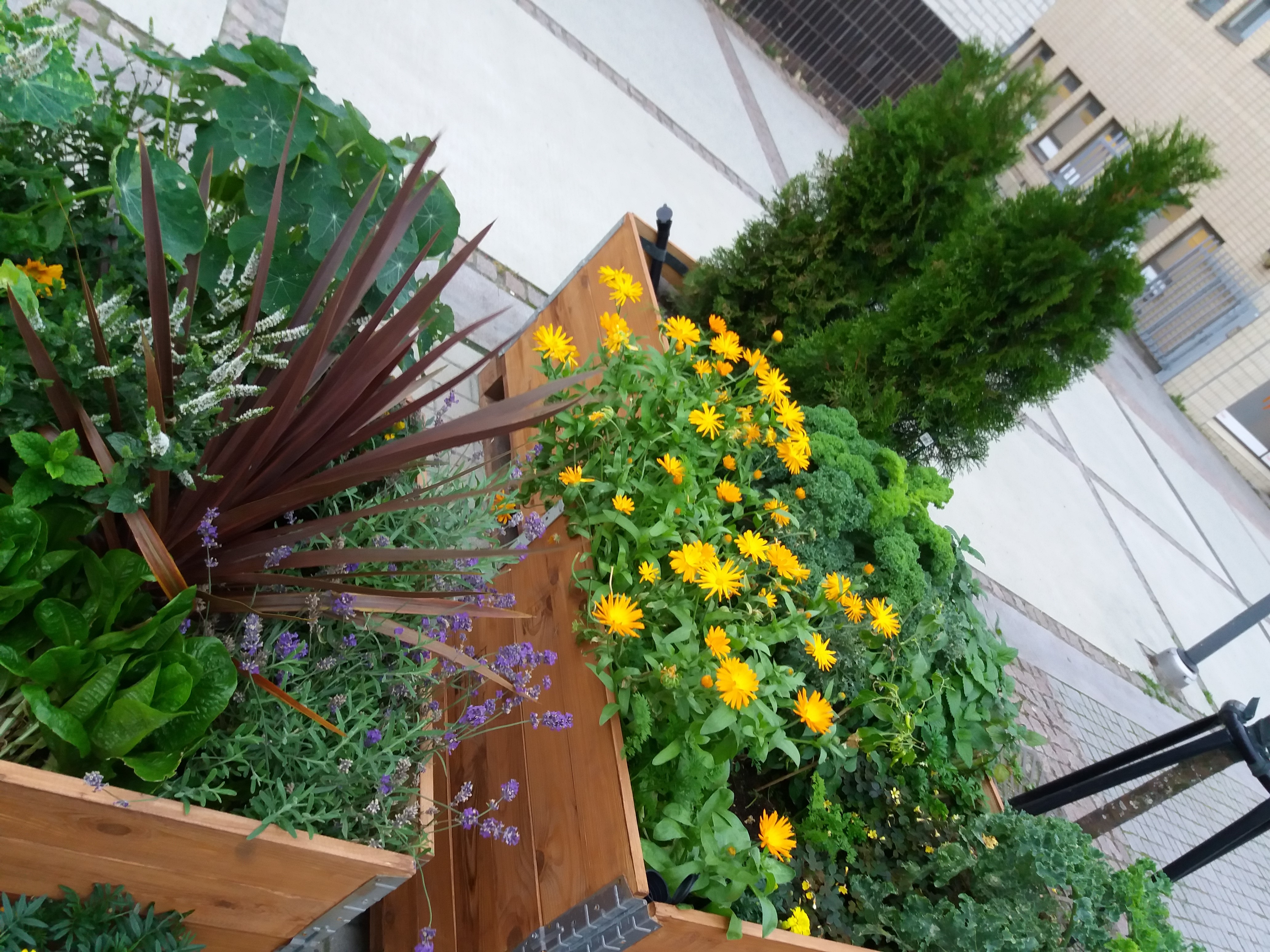 Urban farming in Kemi