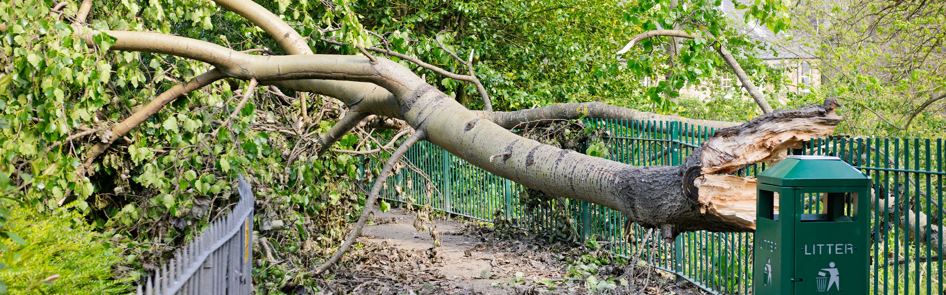 Fallen tree
