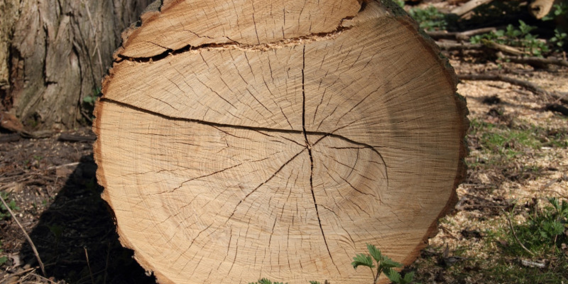Part of a tree