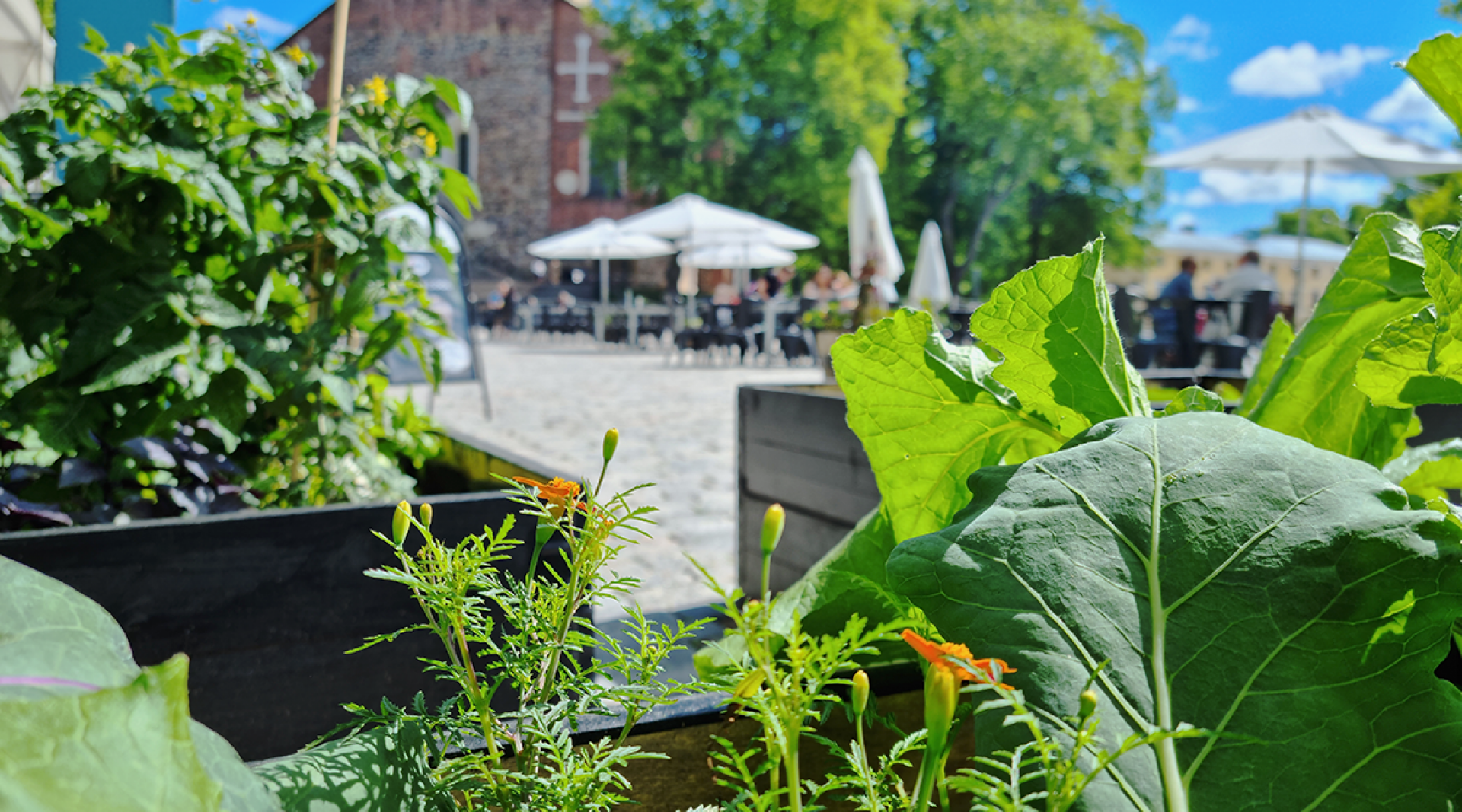 Urban farming in Turku
