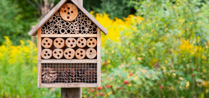 Insect house