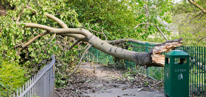 Fallen tree